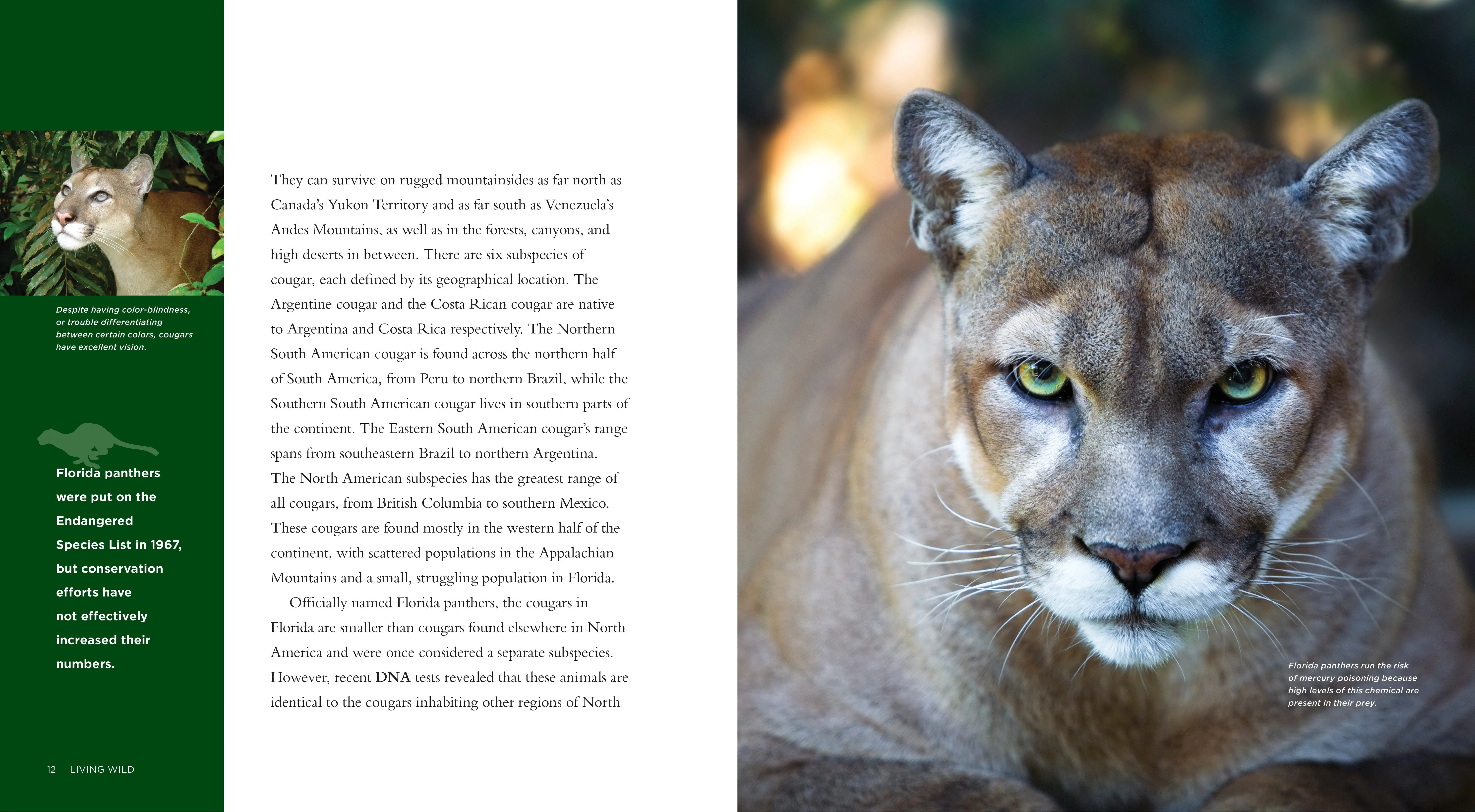 Living Wild - Classic Edition: Cougars by The Creative Company Shop